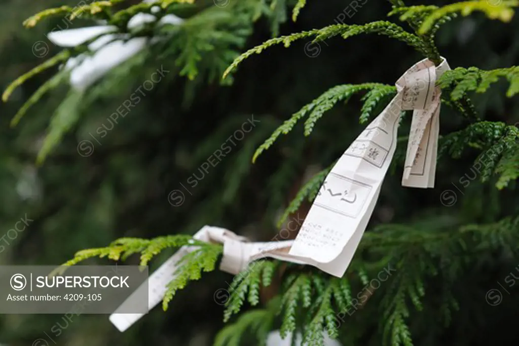Fortune papers tied with branches, Rinno-ji, Nikko, Tochigi Prefecture, Japan