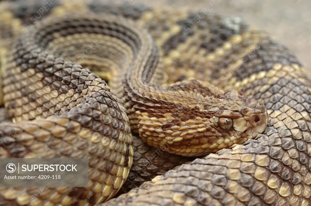Close-up of a Neotropical rattlesnake (Crotalus durissus), Monteverde, Costa Rica