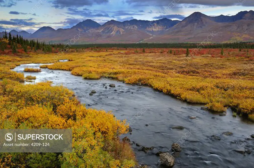 Autumn color along a stream with mountains in the background, Denali Highway, Alaska, USA