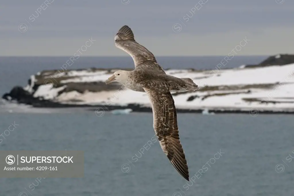 Antarctica, King George Island, Turret Point, Southern Giant Petrel