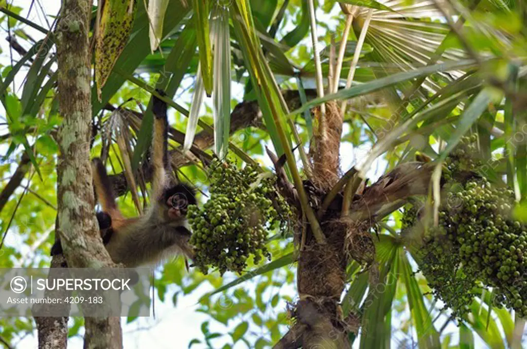Guatemala, Tikal National Park, Spider monkey ( Ateles geoffroyi ) on tree
