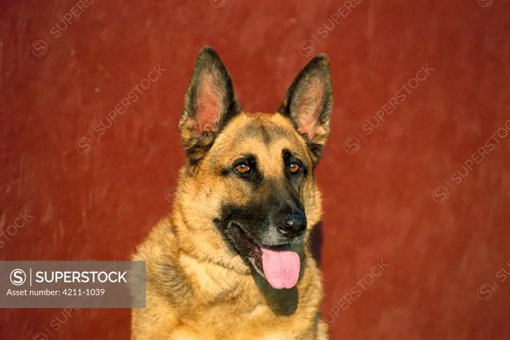German Shepherd (Canis familiaris) adult portrait against red background