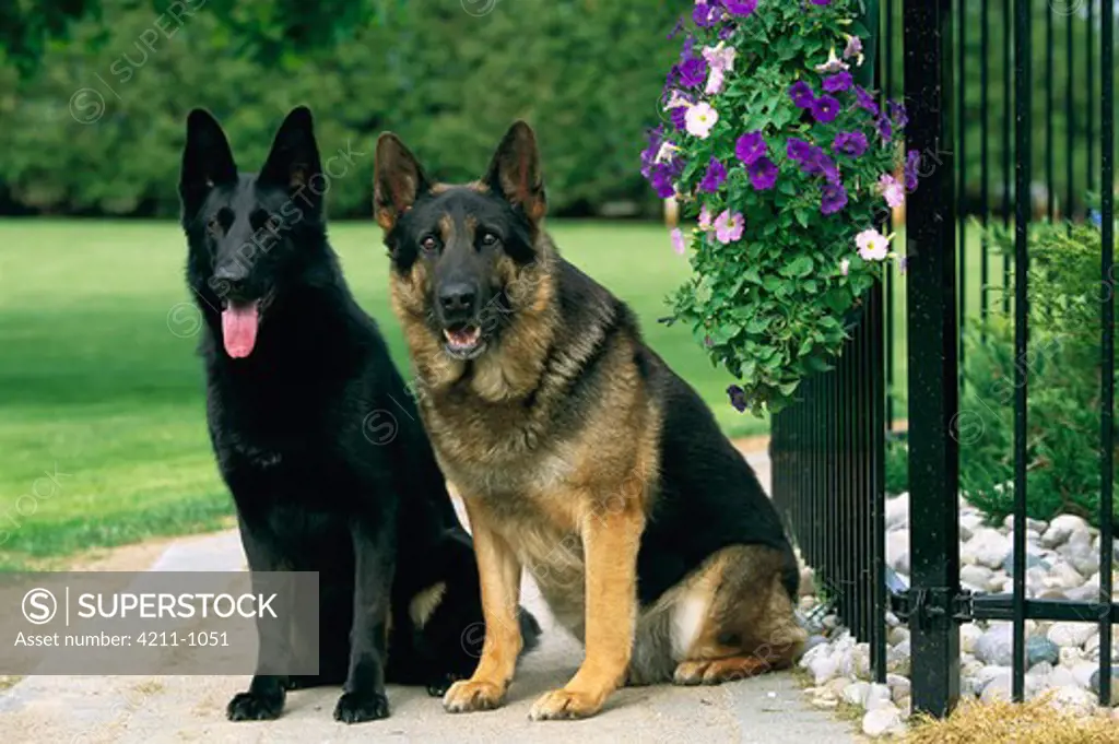 German Shepherd (Canis familiaris) two adults sitting together, one black and the other black and tan