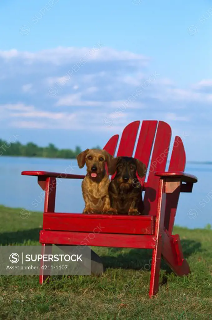 Miniature Wire-haired Dachshund (Canis familiaris) pair sitting together in red Adirondack chair