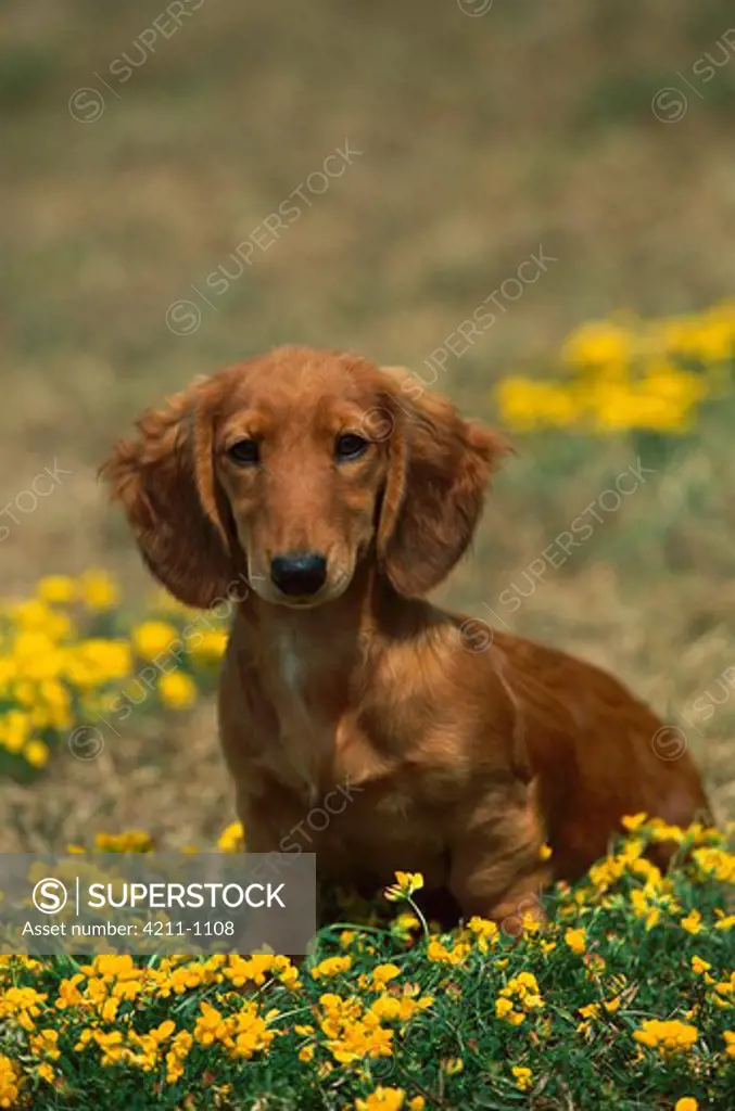 Miniature Long Haired Dachshund (Canis familiaris) portrait of alert puppy sitting among yellow flowers