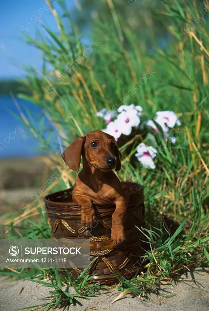 Miniature Smooth Dachshund (Canis familiaris) portrait in basket