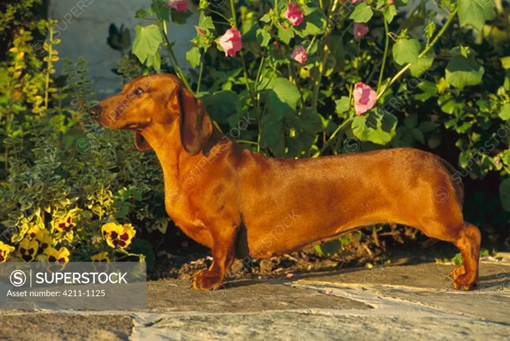 Standard Smooth Dachshund (Canis familiaris) adult standing on garden path lined with pansies