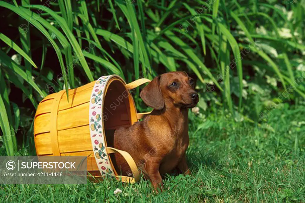 Miniature Smooth Dachshund (Canis familiaris) adult in basket on green lawn