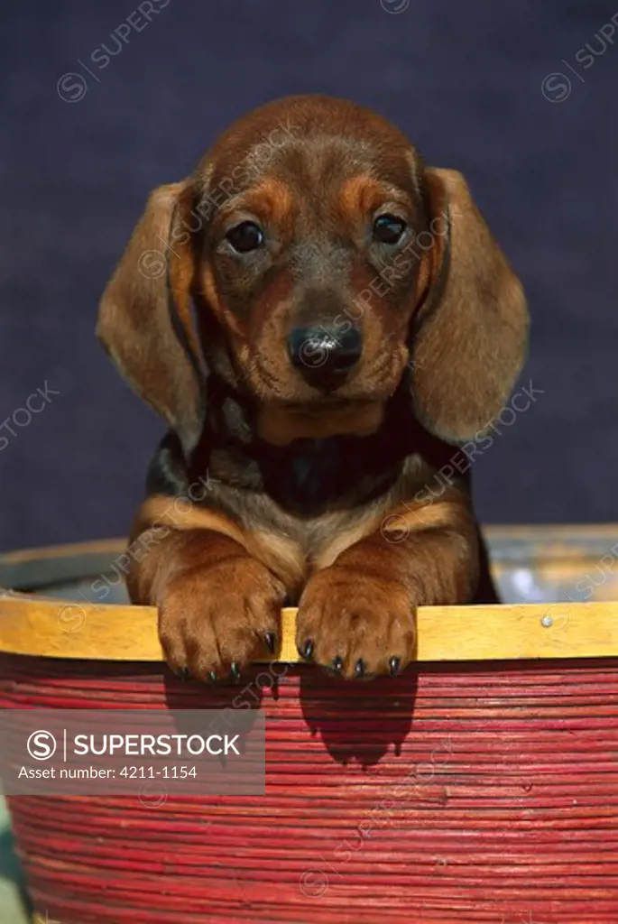 Standard Smooth Dachshund (Canis familiaris) portrait of a puppy in a basket