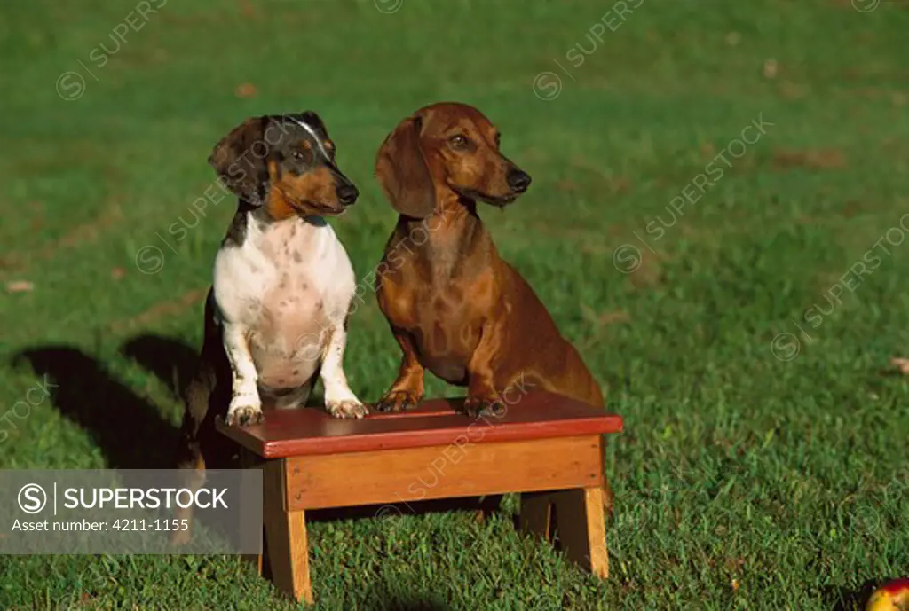 Miniature Smooth Dachshund (Canis familiaris) two adults of different coloration standing upright on a foot-stool