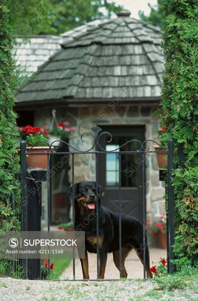 Rottweiler (Canis familiaris) adult peering through a gate outside of a home
