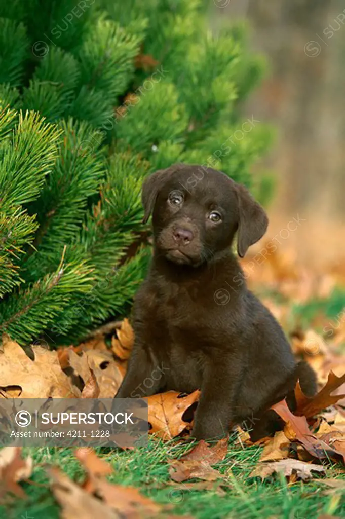 Chocolate Labrador Retriever (Canis familiaris) portrait of a puppy sitting near pine tree among fallen autumn leaves