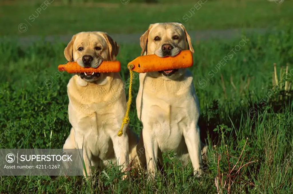Yellow Labrador Retriever (Canis familiaris) two adults sitting side by side with training dummies in their mouths