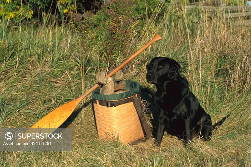 Black Labrador Retriever (Canis familiaris) adult with duck decoys and oar