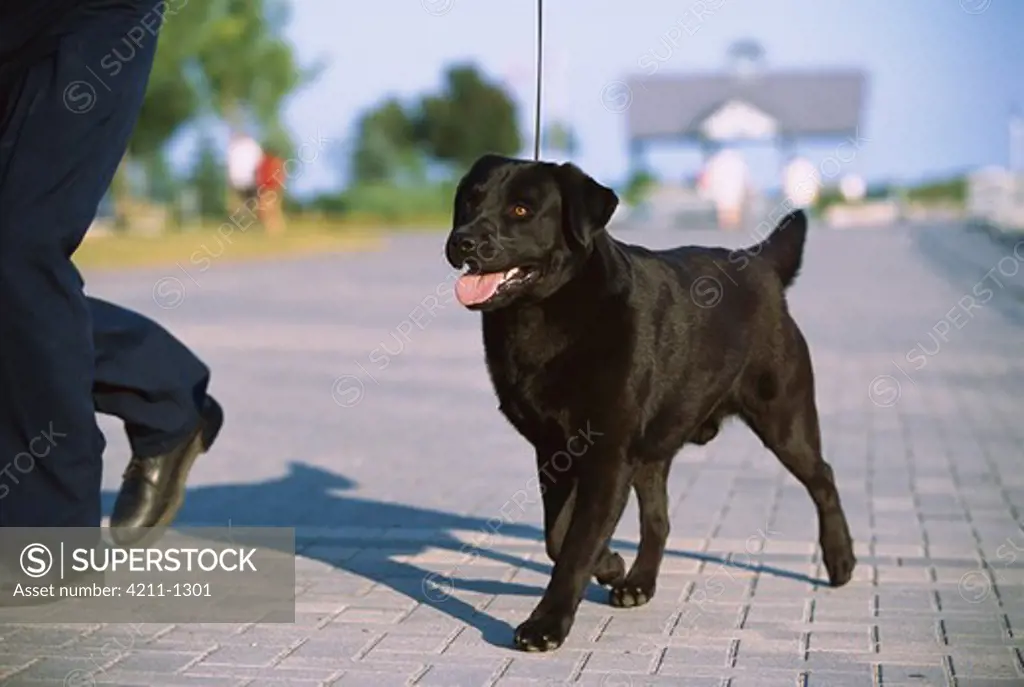 Black Labrador Retriever (Canis familiaris) on a walk with its owner