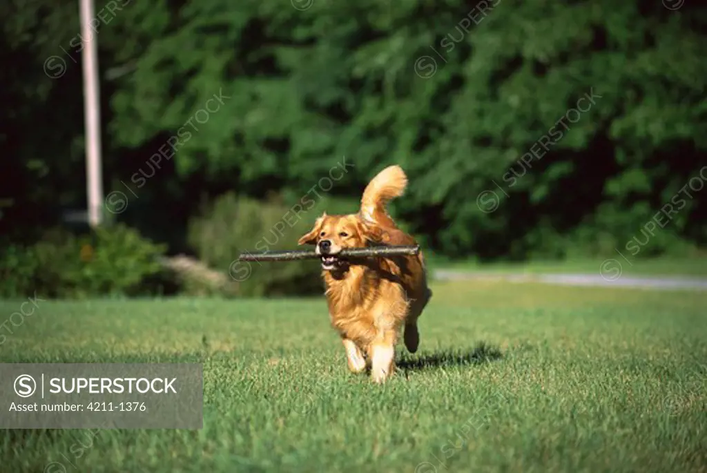 Golden Retriever (Canis familiaris) adult running with a large stick