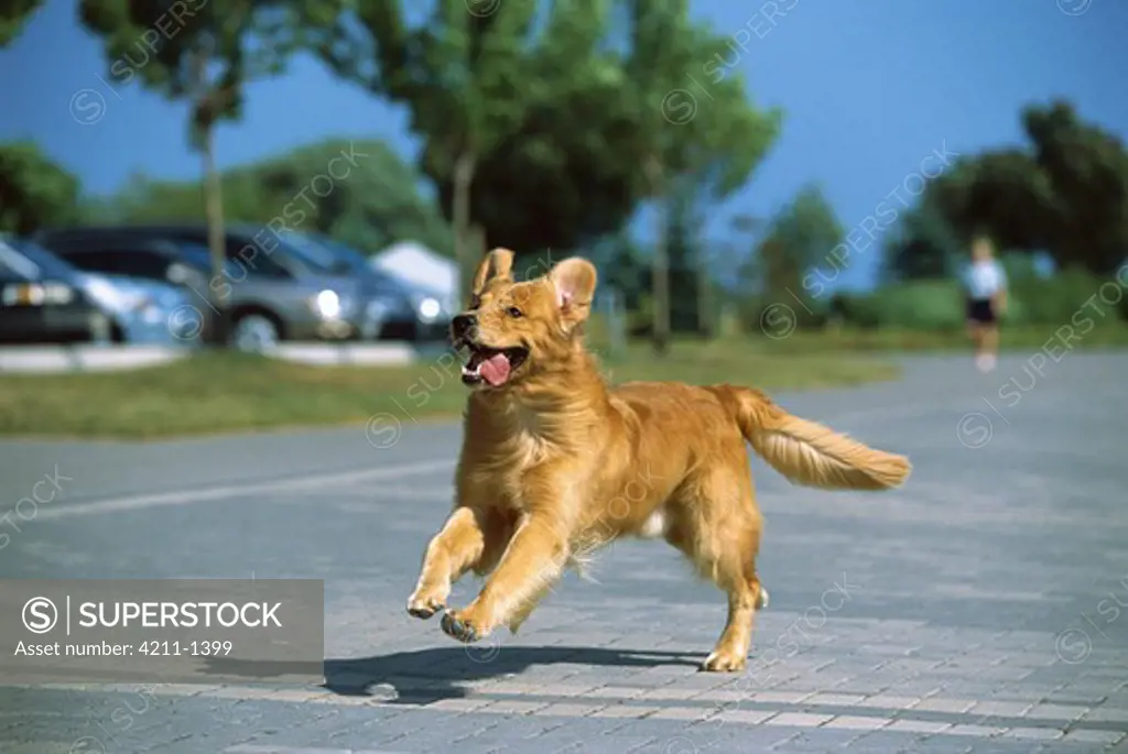 Golden Retriever (Canis familiaris) adult running in park