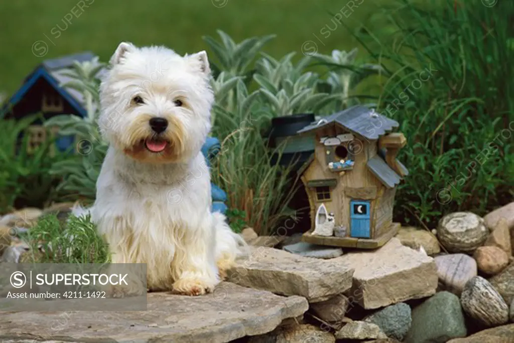 West Highland White Terrier (Canis familiaris) sitting in garden by birdhouse