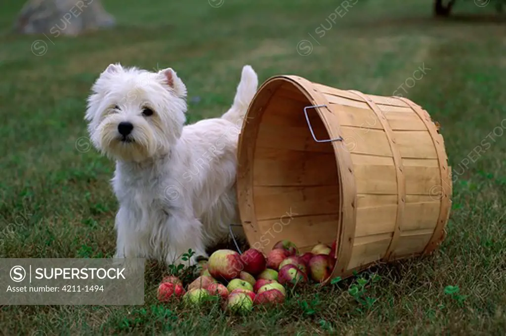West Highland White Terrier (Canis familiaris) standing in grass next to spilling apple bushel