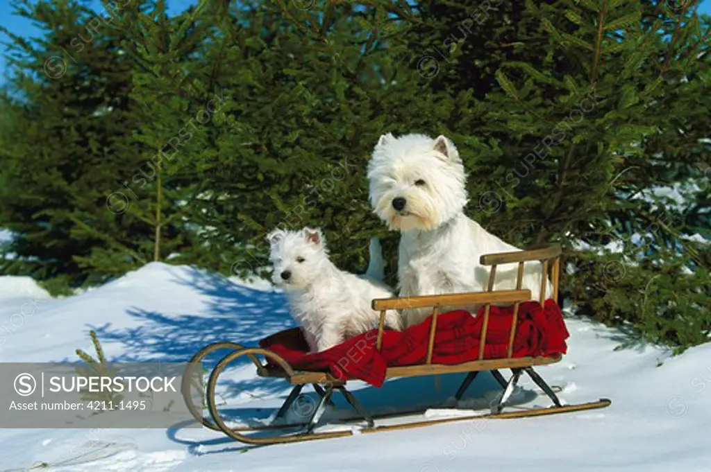 West Highland White Terrier (Canis familiaris) adult and puppy sitting in sleigh
