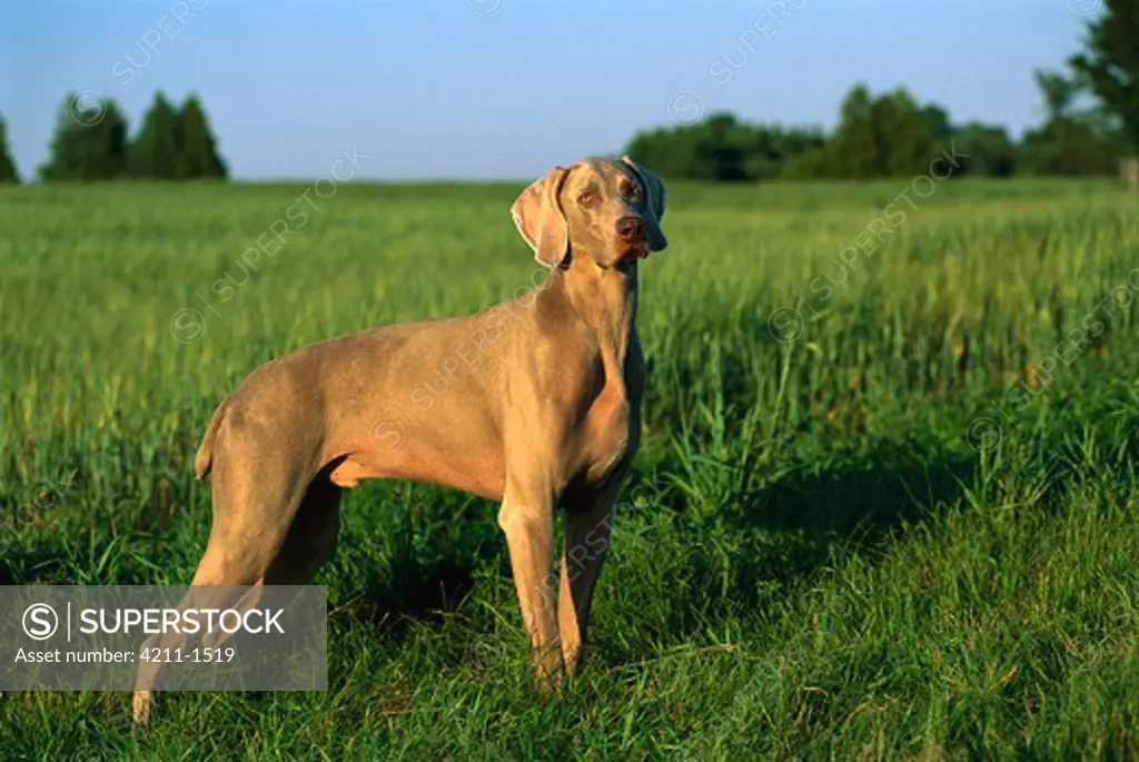 Weimaraner (Canis familiaris) male standing in grass