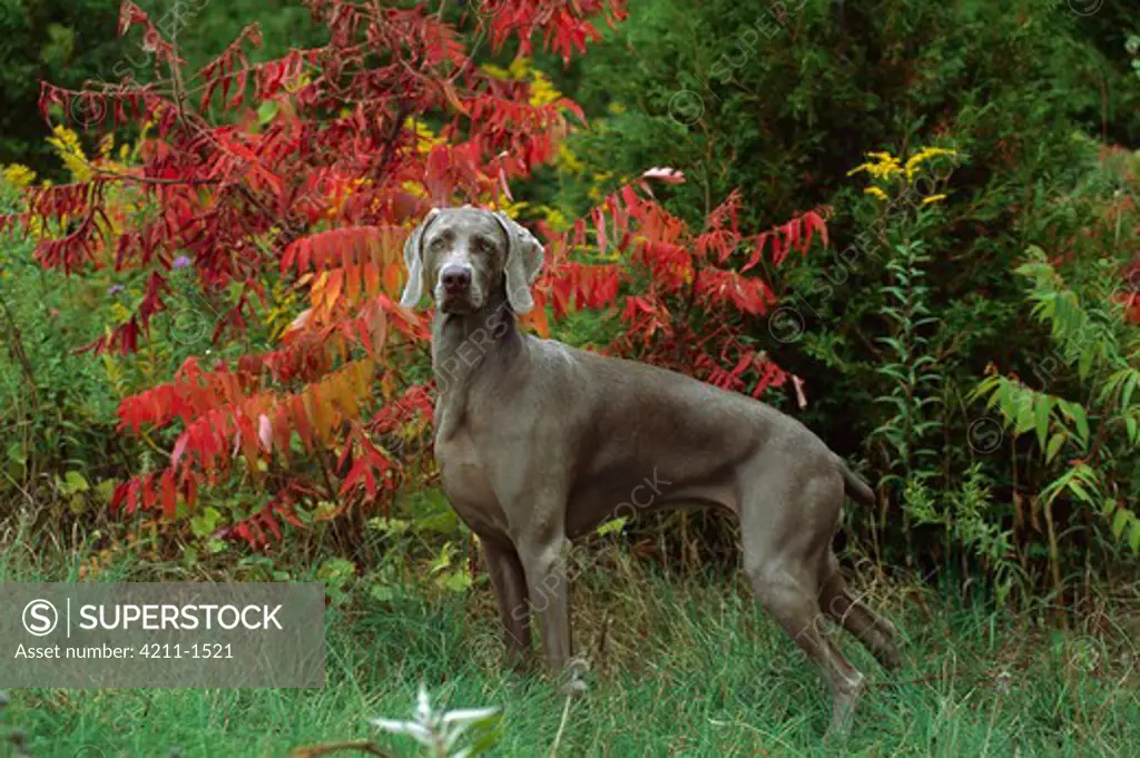 Weimaraner (Canis familiaris) standing in grass, fall