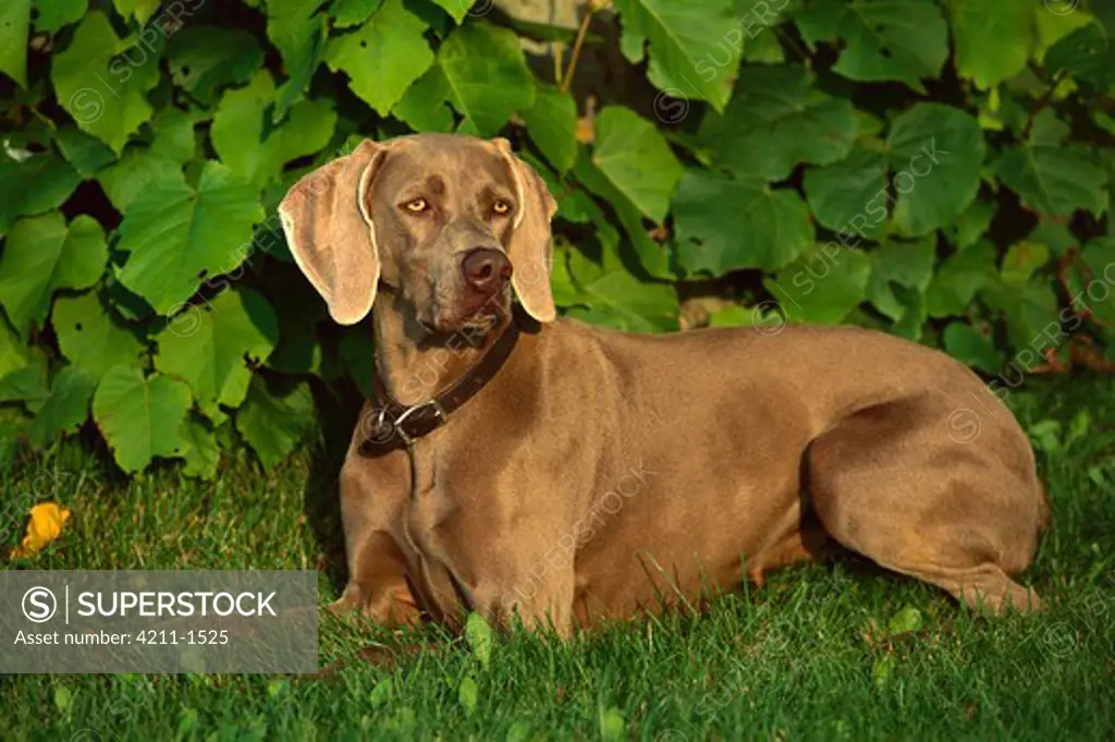 Weimaraner (Canis familiaris) adult female laying in grass