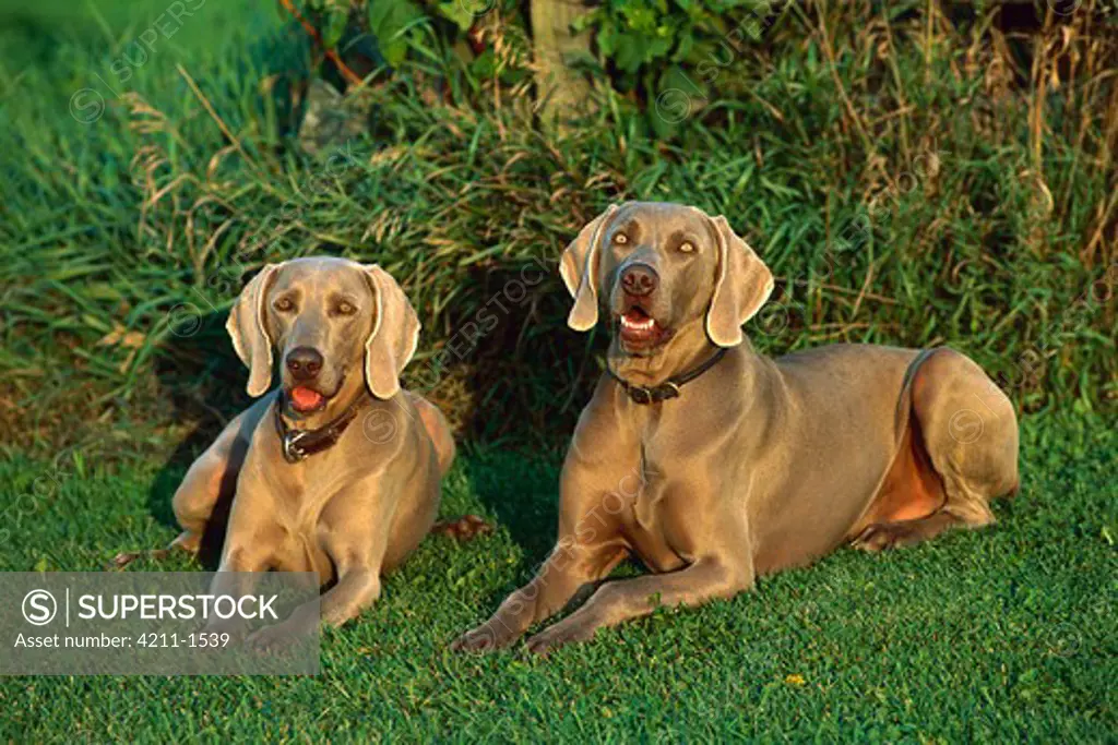 Weimaraner (Canis familiaris) pair laying in grass