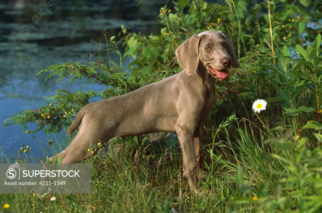 Weimaraner (Canis familiaris) puppy standing near water