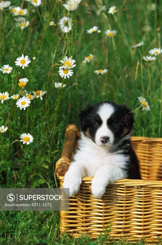Border Collie (Canis familiaris) puppy in wicker basket