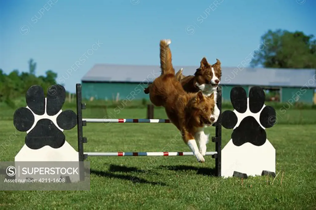 Border Collie (Canis familiaris) two adults leaping over jump