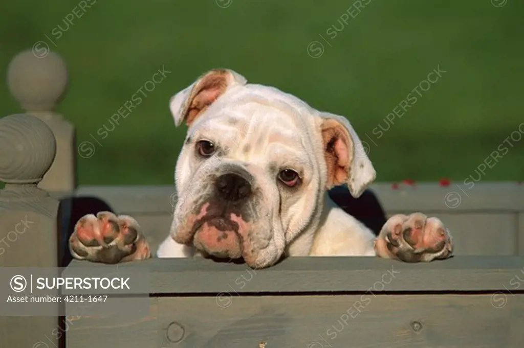 English Bulldog (Canis familiaris) portrait of puppy