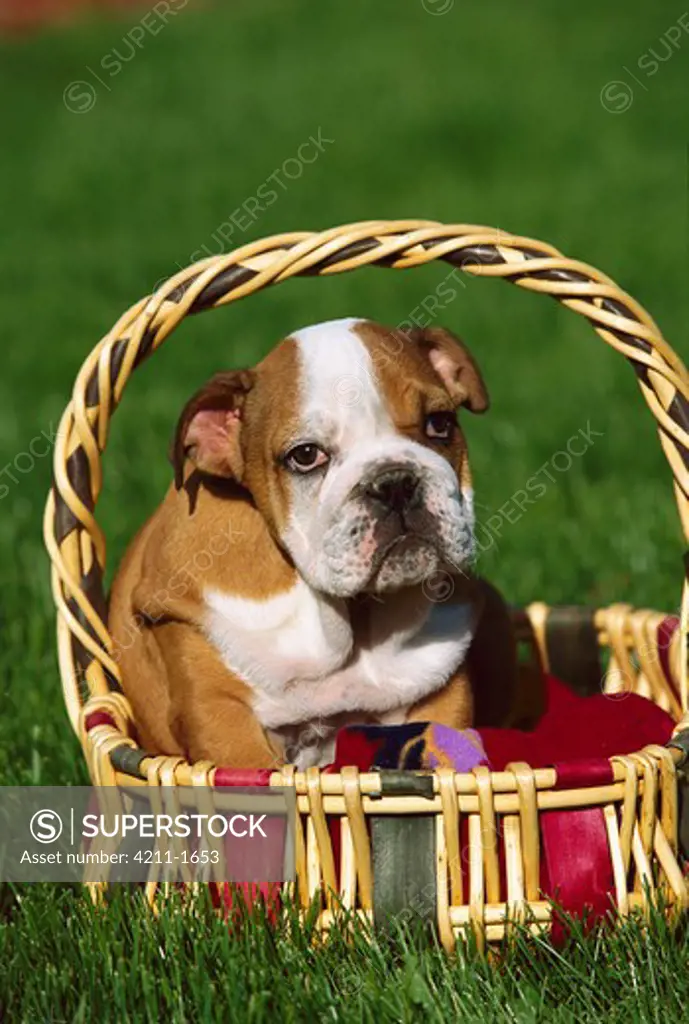 English Bulldog (Canis familiaris) puppy sitting in basket