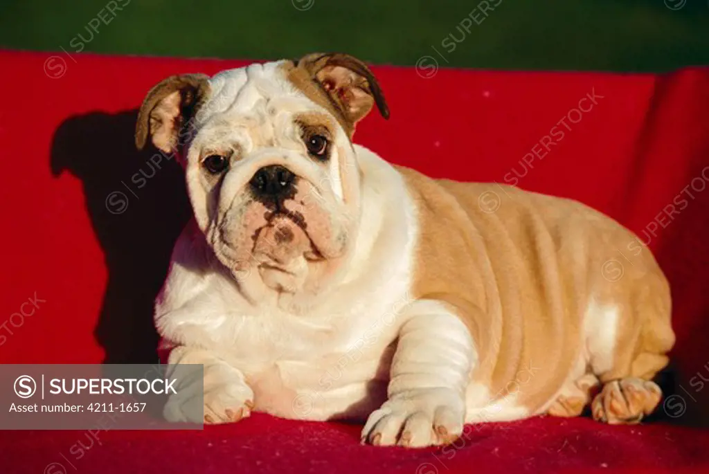 English Bulldog (Canis familiaris) puppy resting