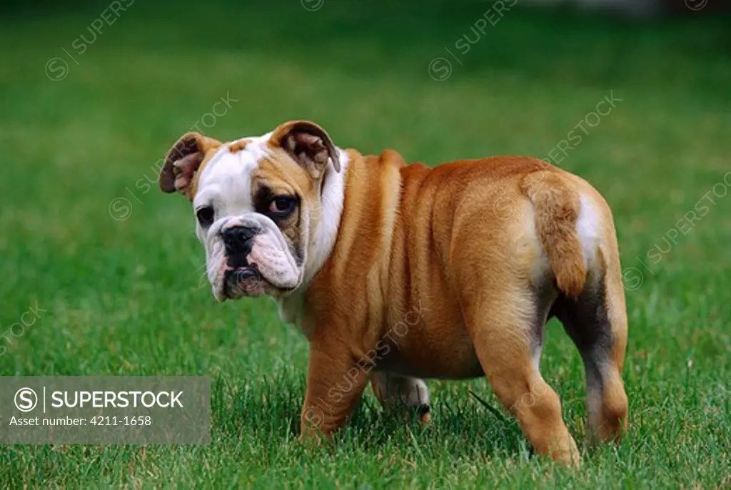 English Bulldog (Canis familiaris) puppy portrait from behind