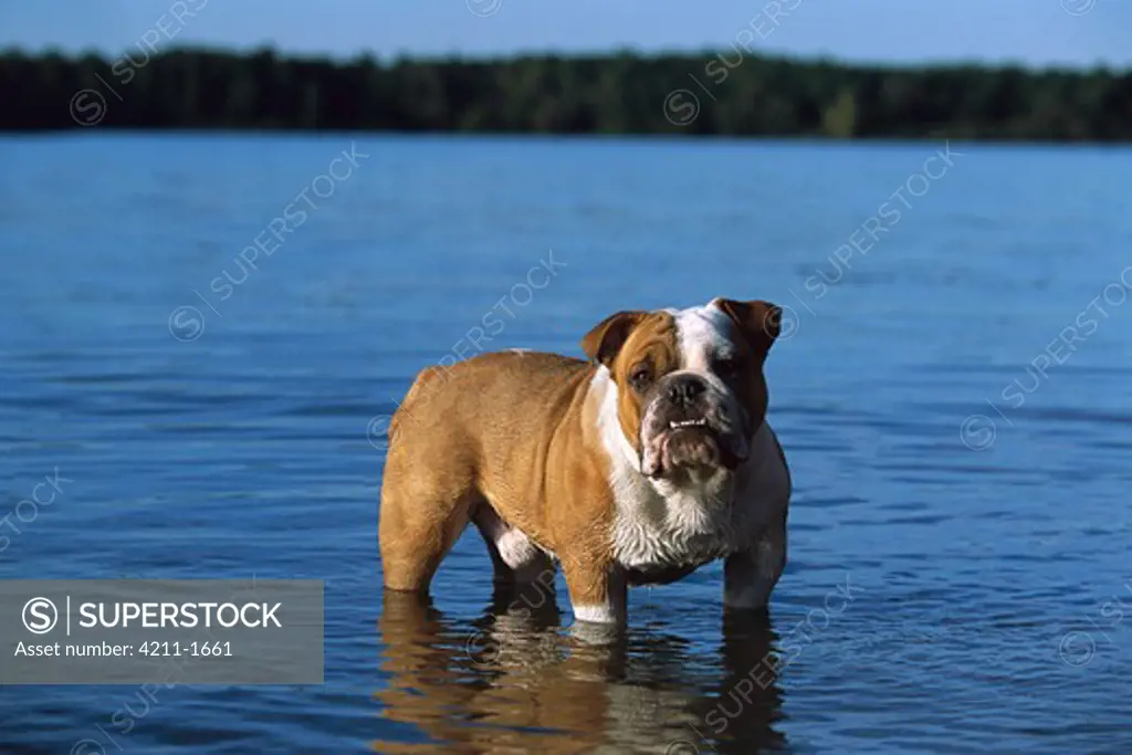 English Bulldog (Canis familiaris) adult standing in lake