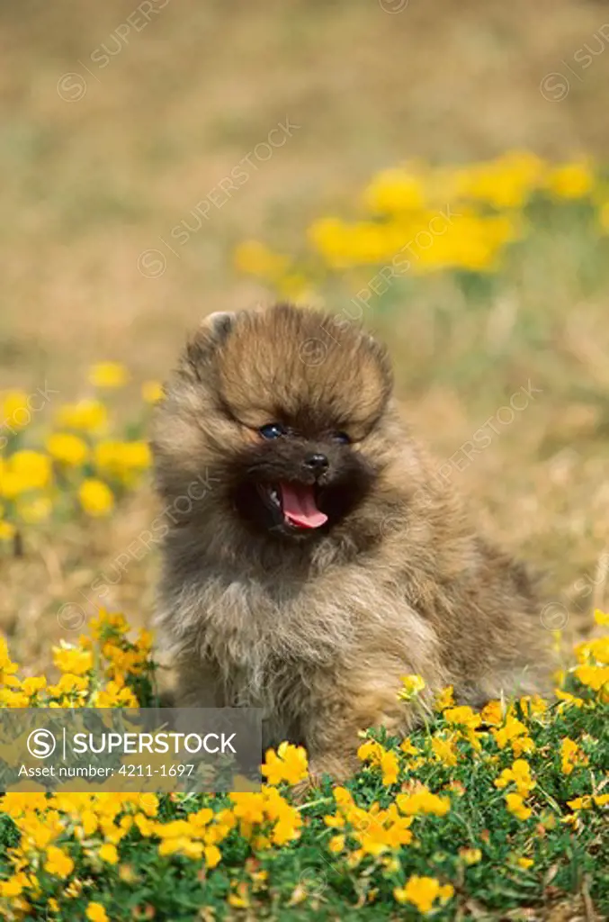 Pomeranian (Canis familiaris) portrait of a puppy sitting among flowers