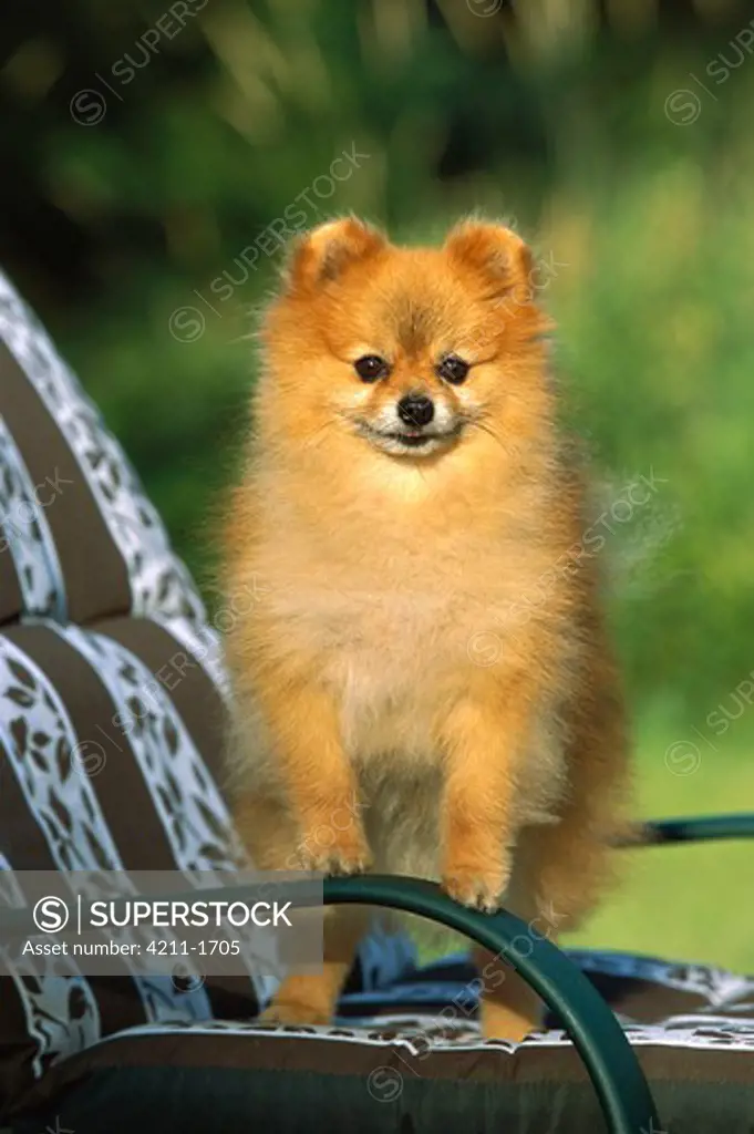 Pomeranian (Canis familiaris) adult portrait standing on a chair