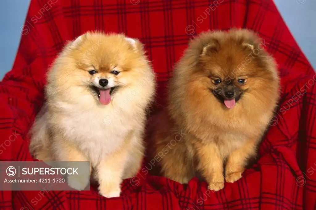 Pomeranian (Canis familiaris) two adults sitting together