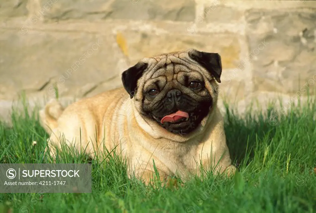Pug (Canis familiaris) adult laying in grass