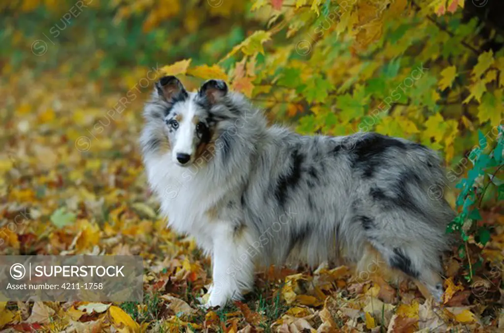 Shetland Sheepdog (Canis familiaris) adult portrait in autumn