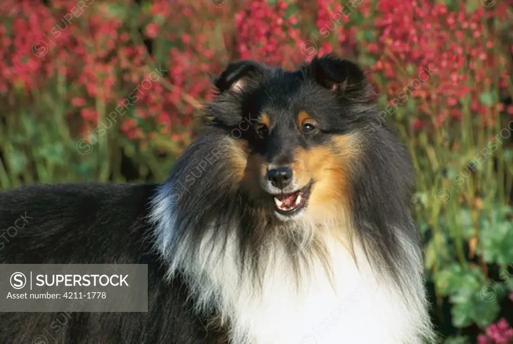 Shetland Sheepdog (Canis familiaris) close-up portrait of tri-colored adult