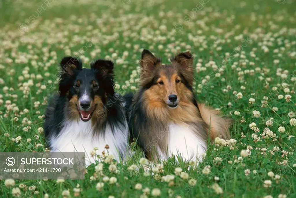 Shetland Sheepdog (Canis familiaris) two adults of different colorations sitting together