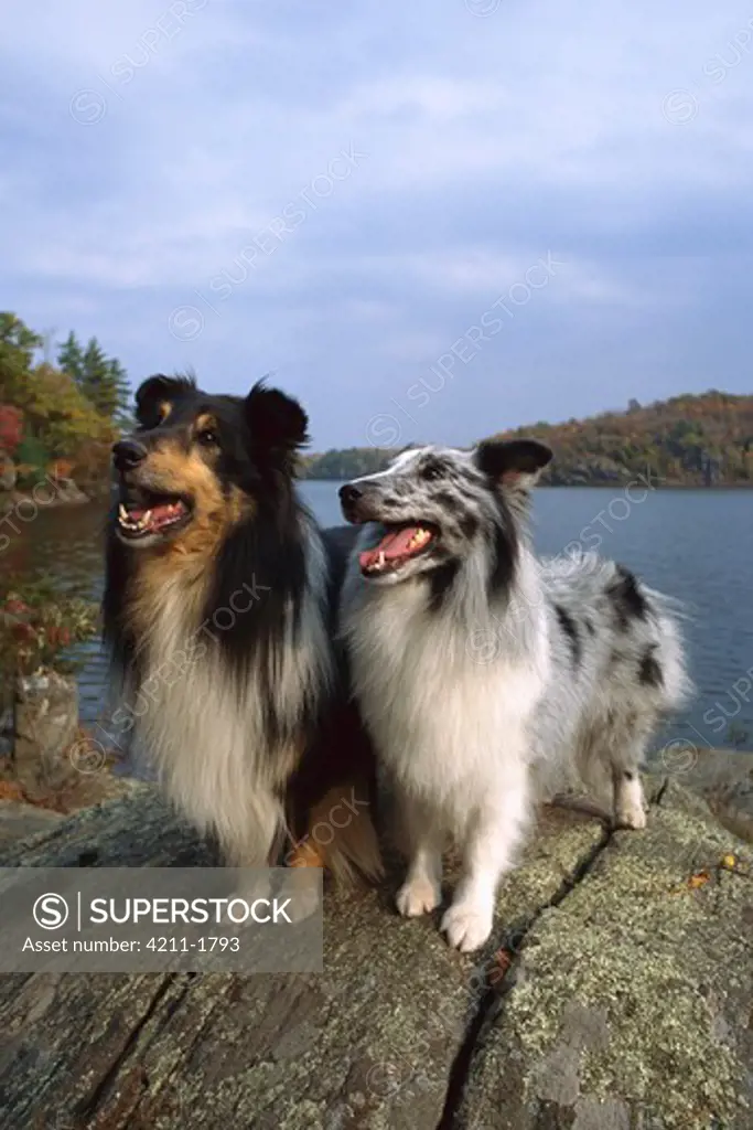 Shetland Sheepdog (Canis familiaris) two adults of different colorations