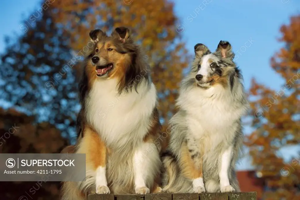Shetland Sheepdog (Canis familiaris) two adults of different colorations sitting together