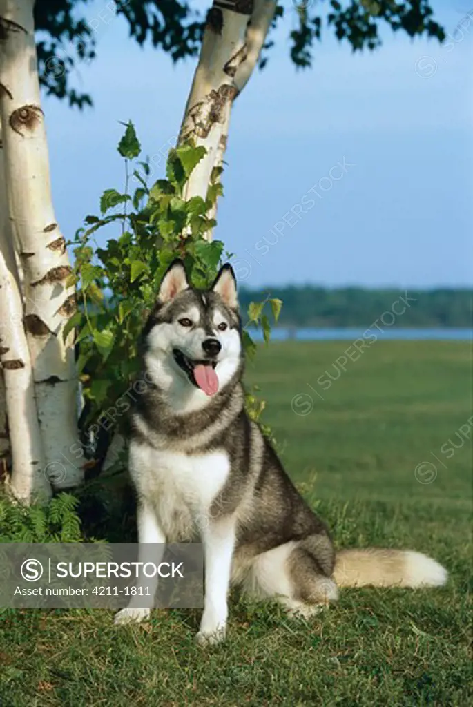 Siberian Husky (Canis familiaris) adult portrait sitting on lawn under birch trees