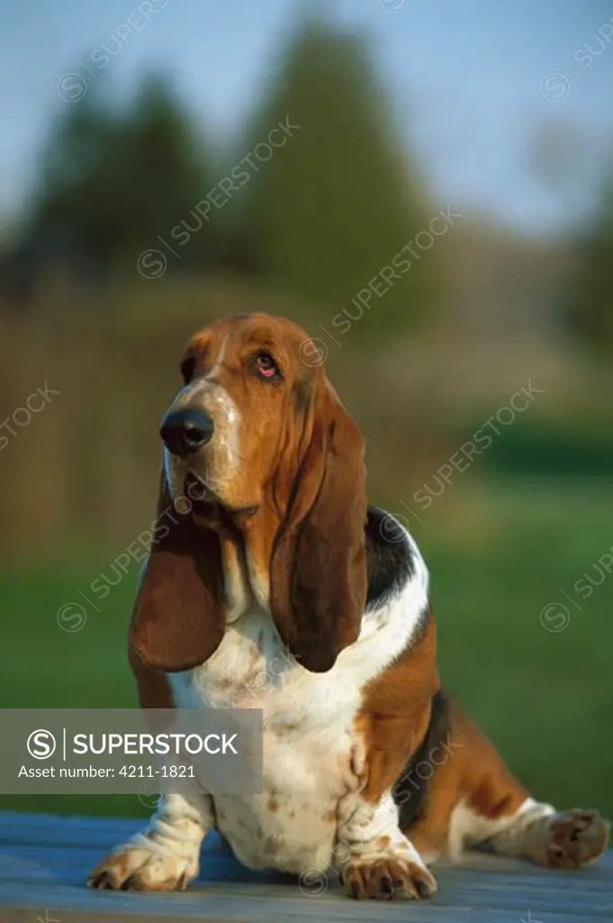 Basset Hound (Canis familiaris) adult portrait