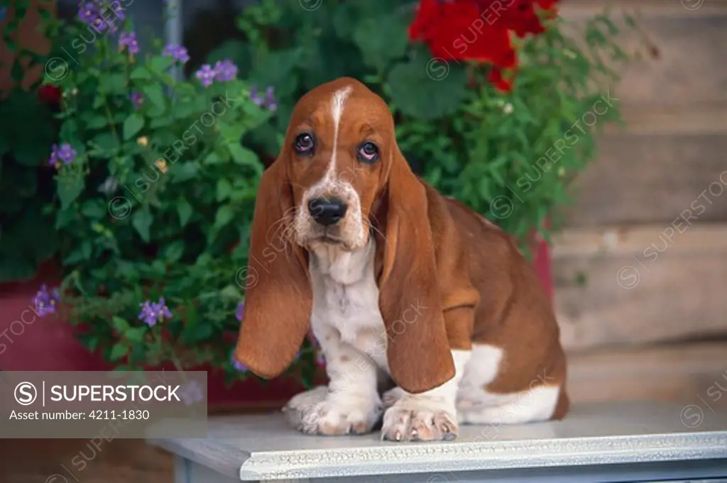 Basset Hound (Canis familiaris) portrait of a puppy