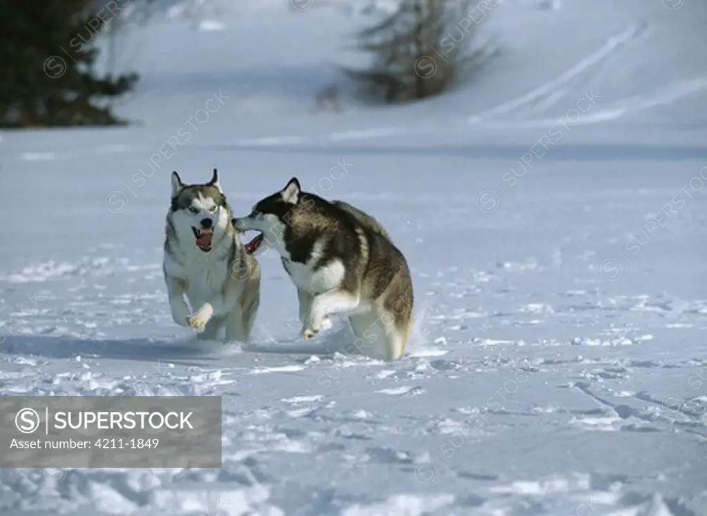 Siberian Husky (Canis familiaris) two adults running through the snow, play-fighting