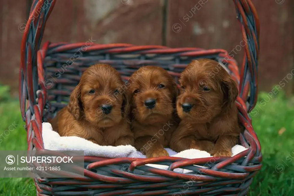 Irish Setter (Canis familiaris) three puppies in a basket